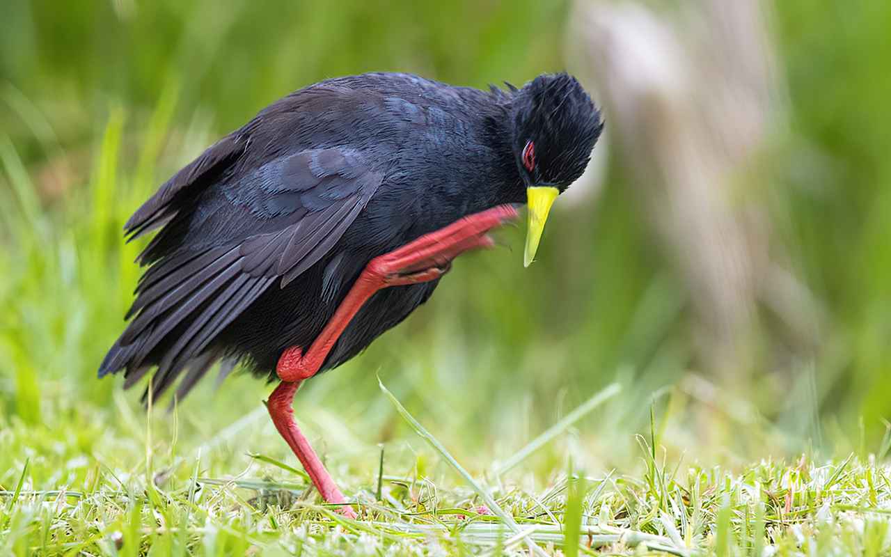 Black Crake